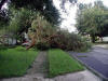 This used to be a nice Drake Elm in the Front of my house.  It's not standing so tall any more.