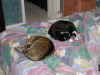 10-20-01 Our Cats.jpg (53165 bytes)